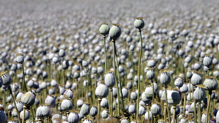 Opium poppy plants in a field in Tasmania, Australia. Oklahoma is claiming that as the prior owner of poppy fields in Tasmani