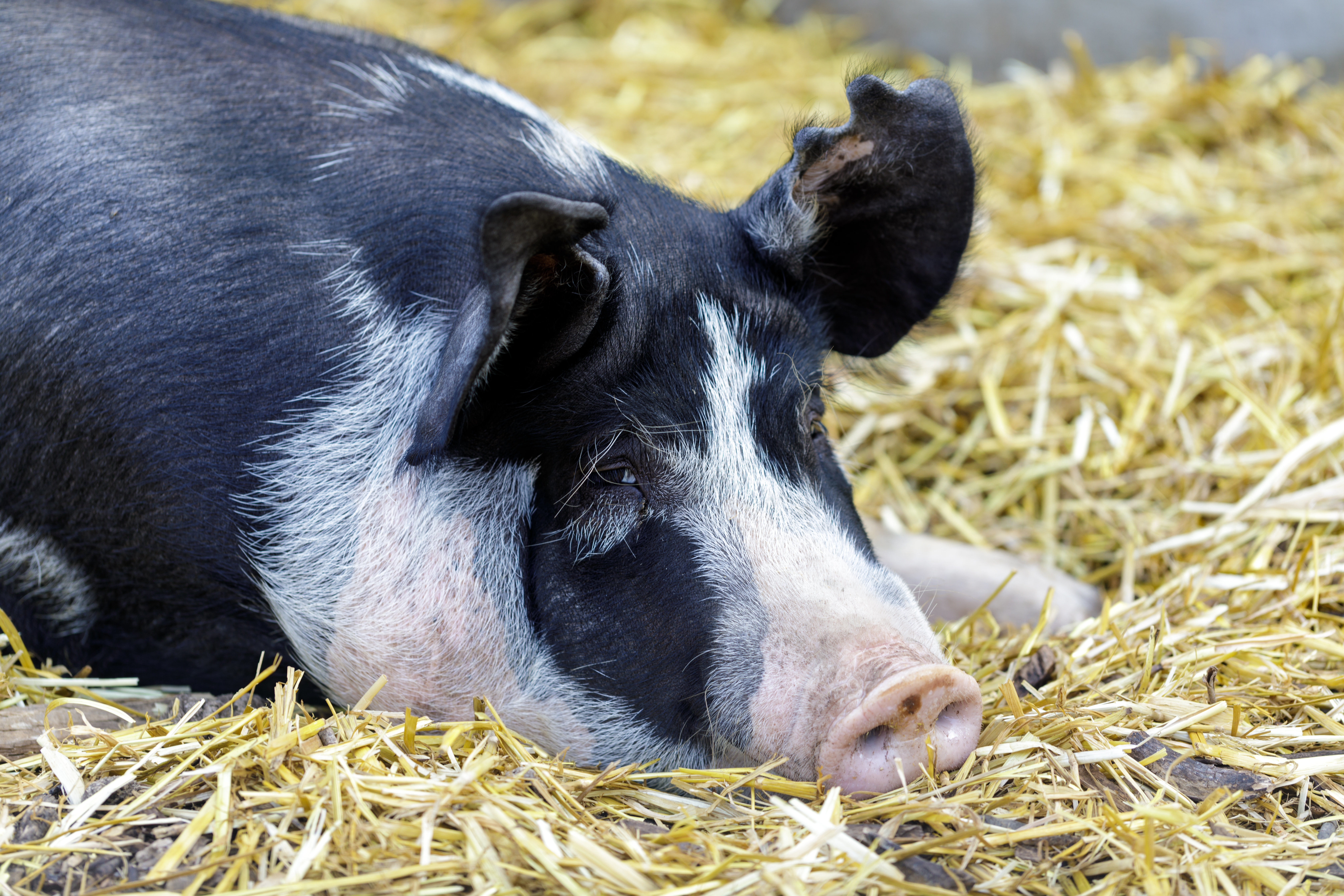Беркширская порода свиней характеристика фото