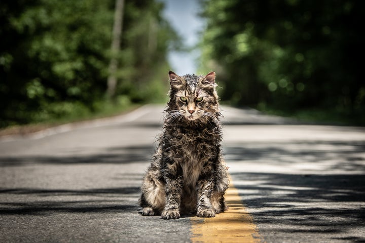 Church the cat in "Pet Sematary." 