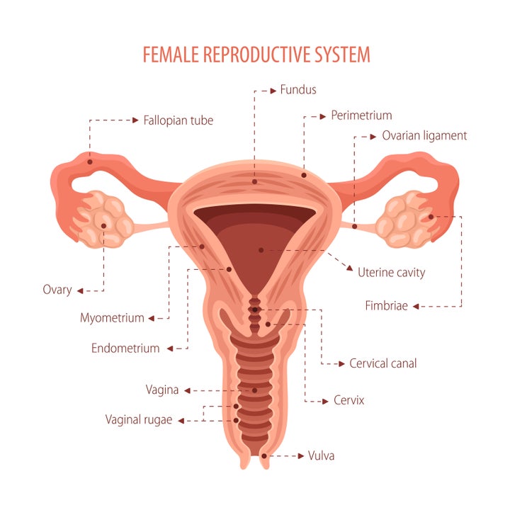 Straight Anal Sex Diagram - 10 Myths About Sex That Many Adults Still Believe | HuffPost ...