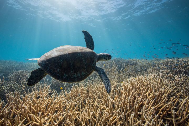A green turtle glides over the pristine reefs of Heron Island, on the southern section of the Great Barrier Reef, Australia.