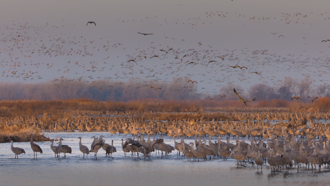 Sophie Darlington filmed 500,000 sandhill cranes