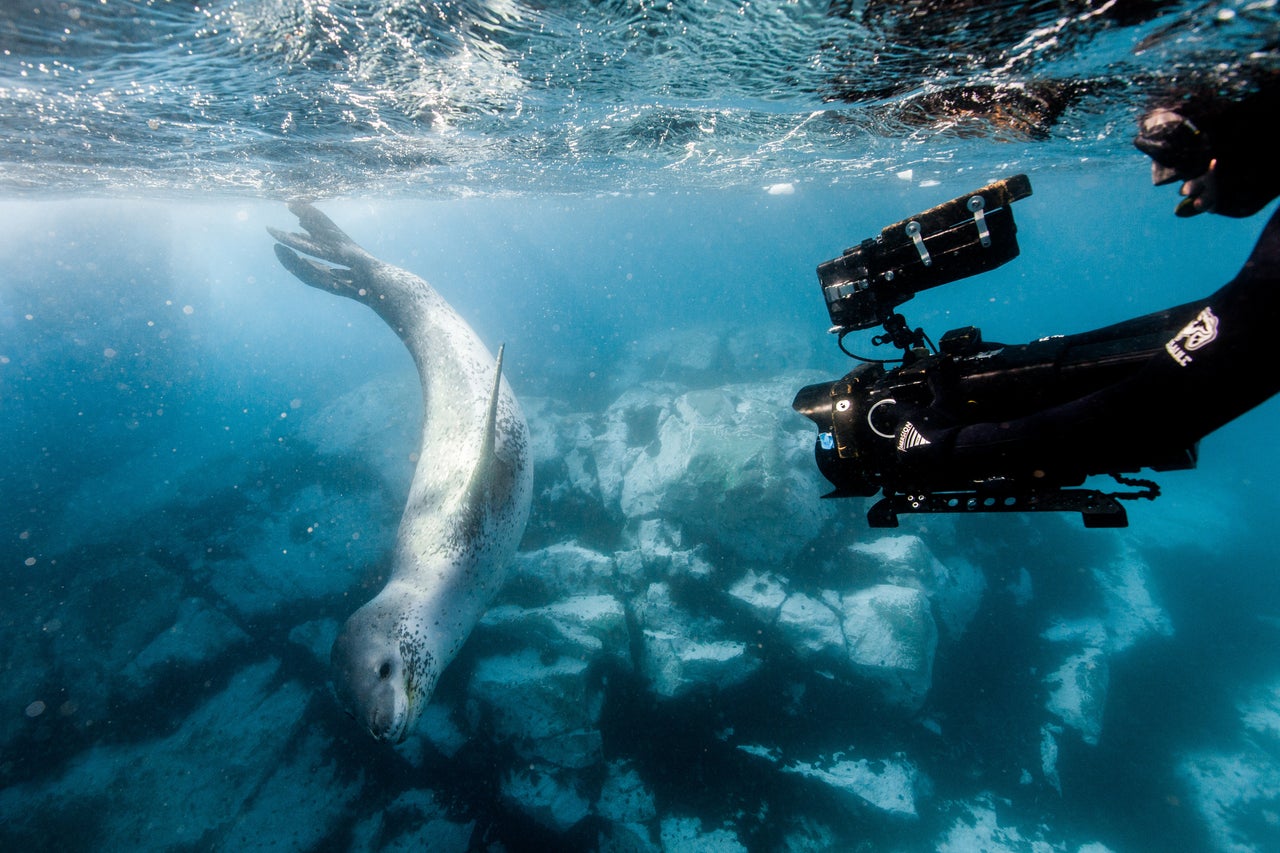 Alex Voyer filming a leopard seal off the coast of the Antarctic Peninsula