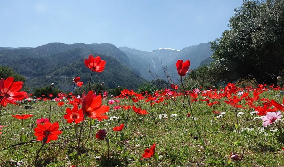 Πρόποδες Ολύμπου 31-3-2019