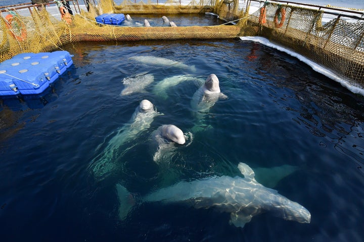 Belugas in their holding pens in Srednyaya Bay.