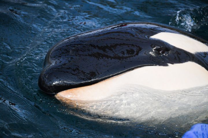 One of the orcas, or killer whales, trapped in what's been internationally dubbed "whale jail."