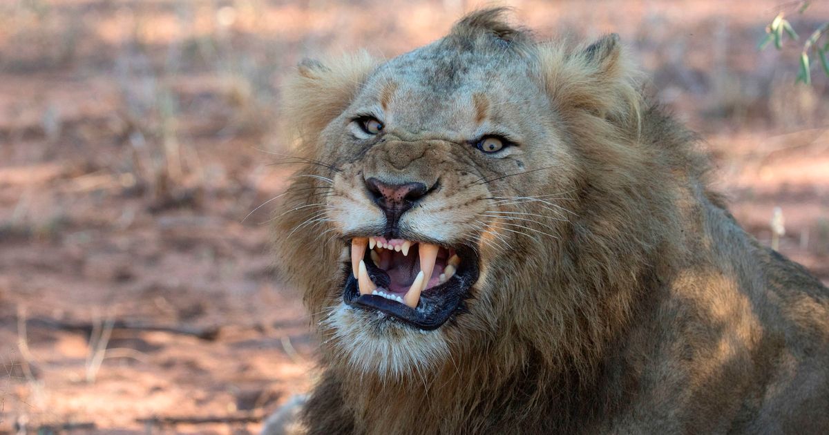 Suspected Poacher Killed By Elephant, Remains Eaten By Lions In South ...