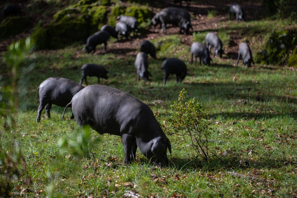 Así se elabora el jamón más exclusivo del
