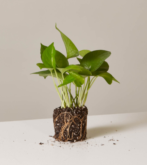 Pothos (Epipremnum aureum)