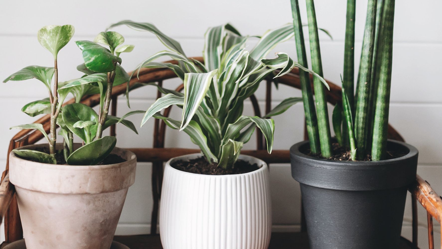 21 Indoor Plants That Help Clean The Air And Remove Toxins ...