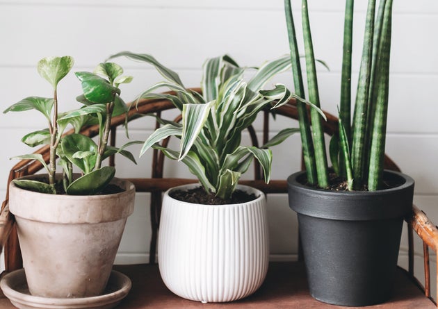 12 Indoor Plants That Help Clean The Air And Remove