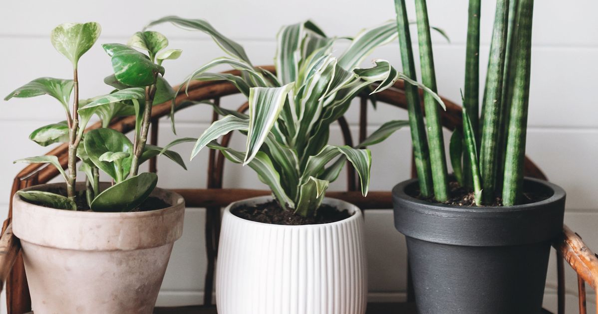 12 Indoor Plants That Help Clean The Air And Remove Toxins