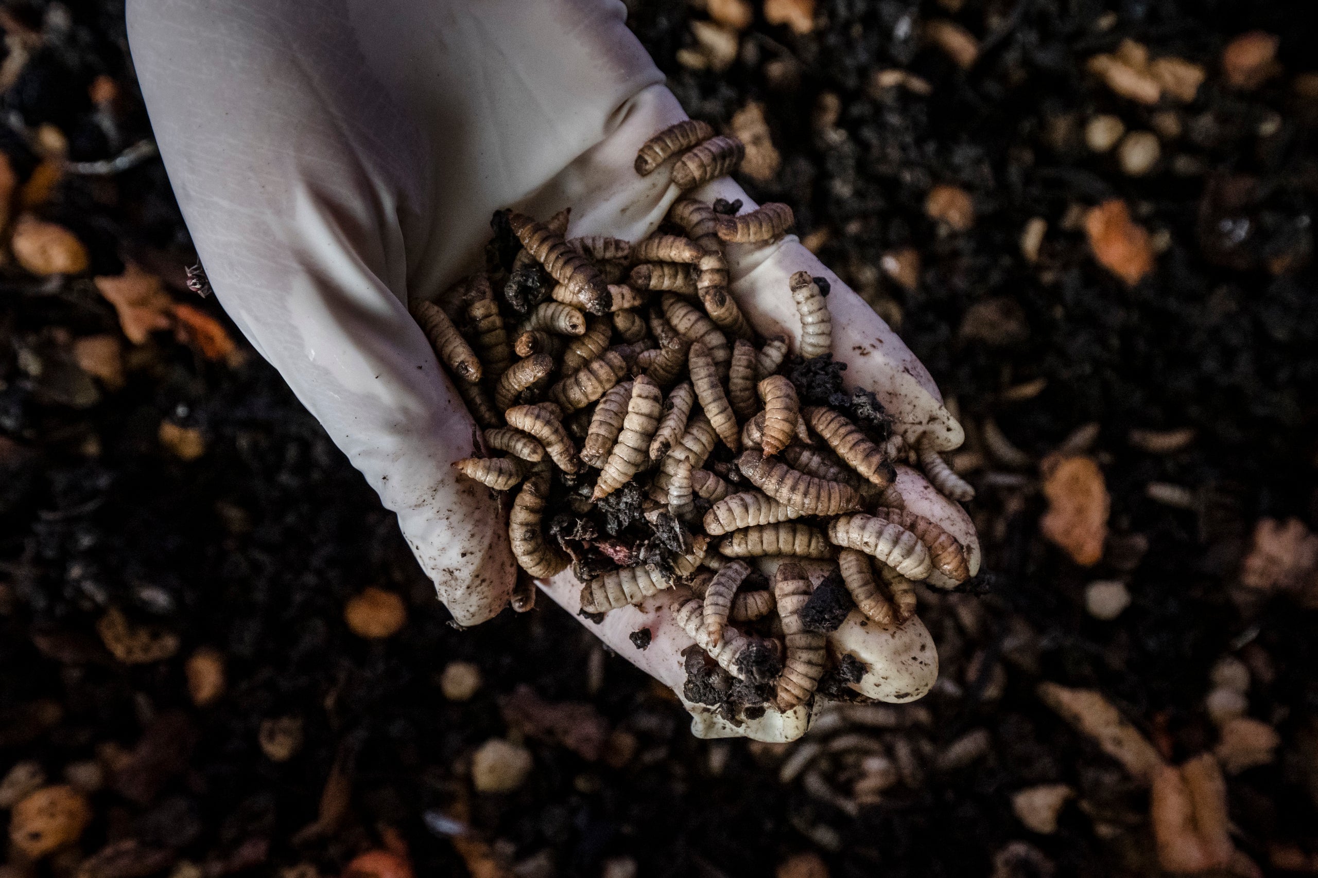 Black soldier fly larvae at a Project STOP breeding facility in Muncar. They feed off organic waste collected from homes and
