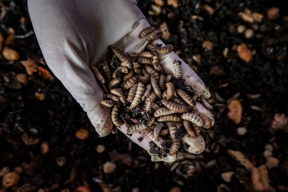 Black soldier fly larvae at a Project STOP breeding facility in Muncar. They feed off organic waste collected...