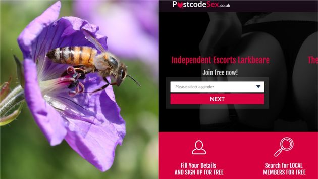 The Government S Bee Advice Website Has Been Linking To An Escort