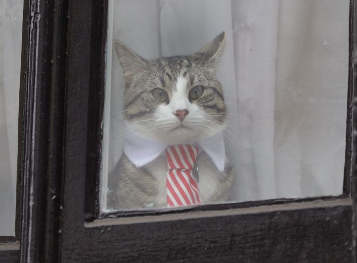 Embassy Cat on duty