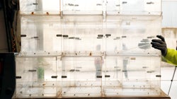 ¿Qué se juega el mundo en las próximas