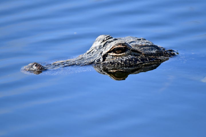 An alligator, although probably not the one in question