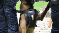 De la SPA à la lutte anti-stupéfiants, le chien policier Falko médaillé prend sa