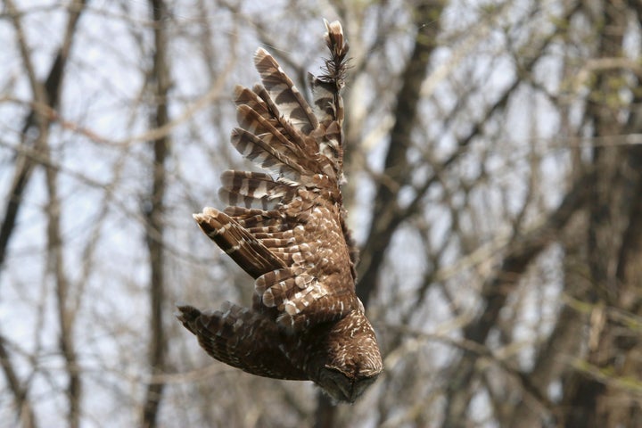 The owl with its wing stuck in the fishing line.
