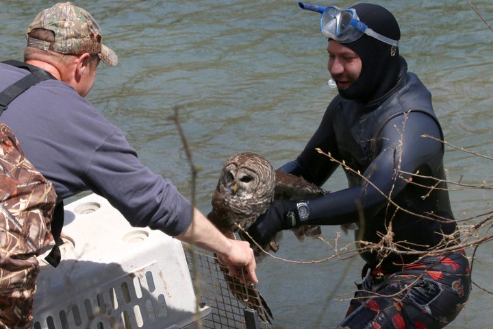Knapp carrying the newly-rescued barred owl to safety.