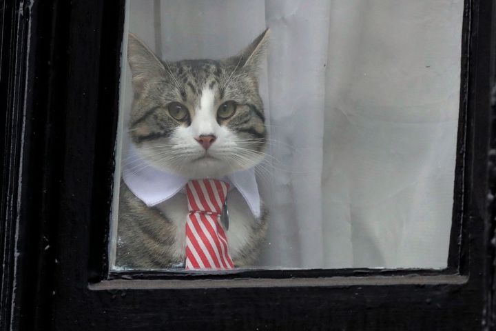 Julian Assange's cat, seen at a window of the Ecuadorian Embassy in London in 2016.