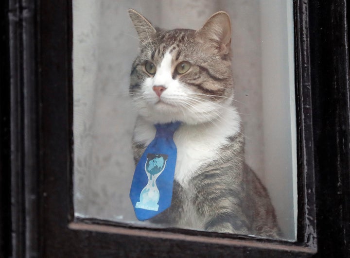 Based on photos, the cat had quite a collection of ties.