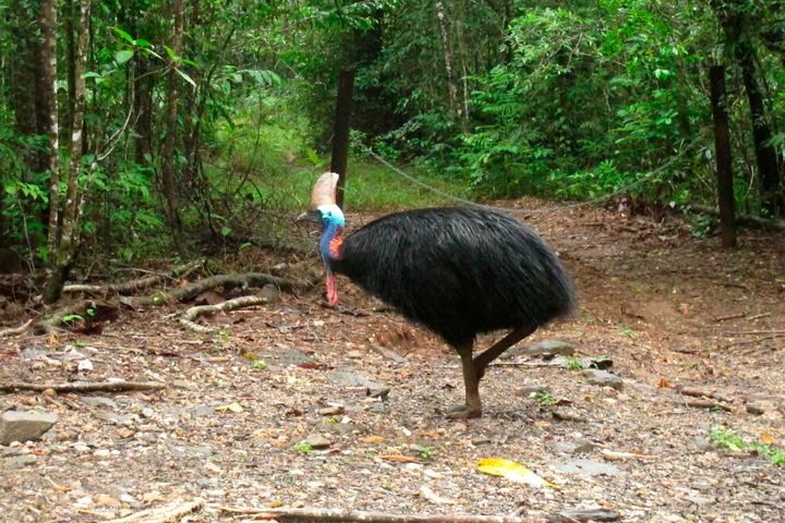 In this file photo, a cassowary roams in the Daintree National Forest, Australia.