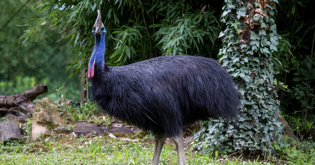 世界一危険な鳥 に飼い主襲われ死亡 フロリダ ハフポスト 世界一危険な鳥 に飼い主襲われ死亡 フロリダ ハフポスト