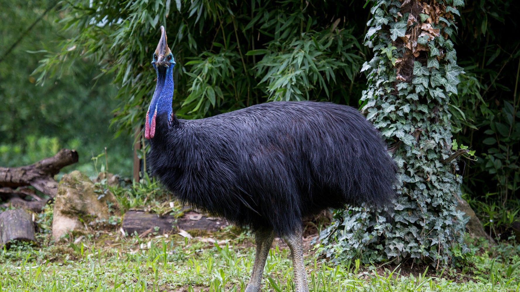 「世界一危険な鳥」に飼い主襲われ死亡　フロリダ