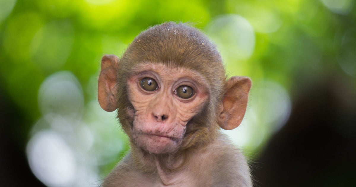 ヒトの脳を発達させる遺伝子 サルへの移植に成功 非常に危険な道 と物議 ハフポスト ヒトの脳を発達させる遺伝子 サルへの移植に成功 非常に危険な道 と物議 ハフポスト