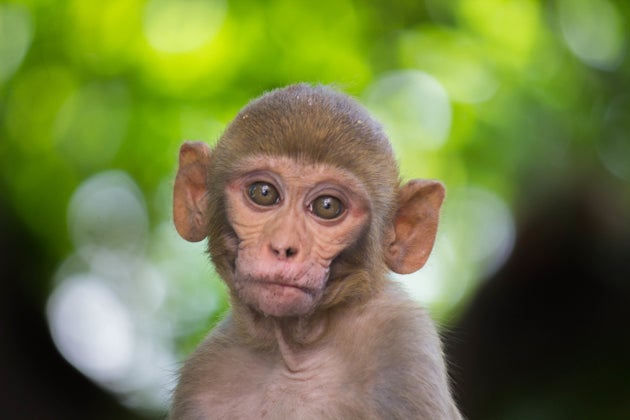 ヒトの脳を発達させる遺伝子 サルへの移植に成功 非常に危険な道 と物議 ハフポスト