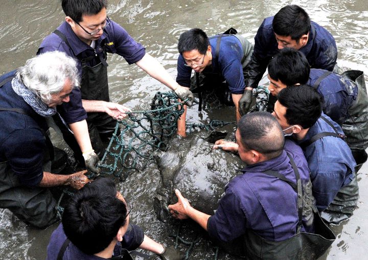 The female Yangtze giant softshell turtle being lifted out of the water by researchers in a picture from 2016 