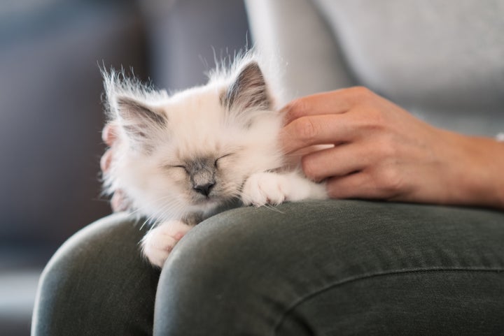 Les Proprietaires De Chiens Et De Chats Comptent Vraiment Sur Eux Pour Aller Bien Le Huffington Post Life Les Proprietaires De Chiens Et De Chats Comptent Vraiment Sur Eux Pour Aller Bien Le Huffington Post Life