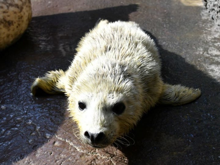 亡くなったゴマフアザラシの赤ちゃん