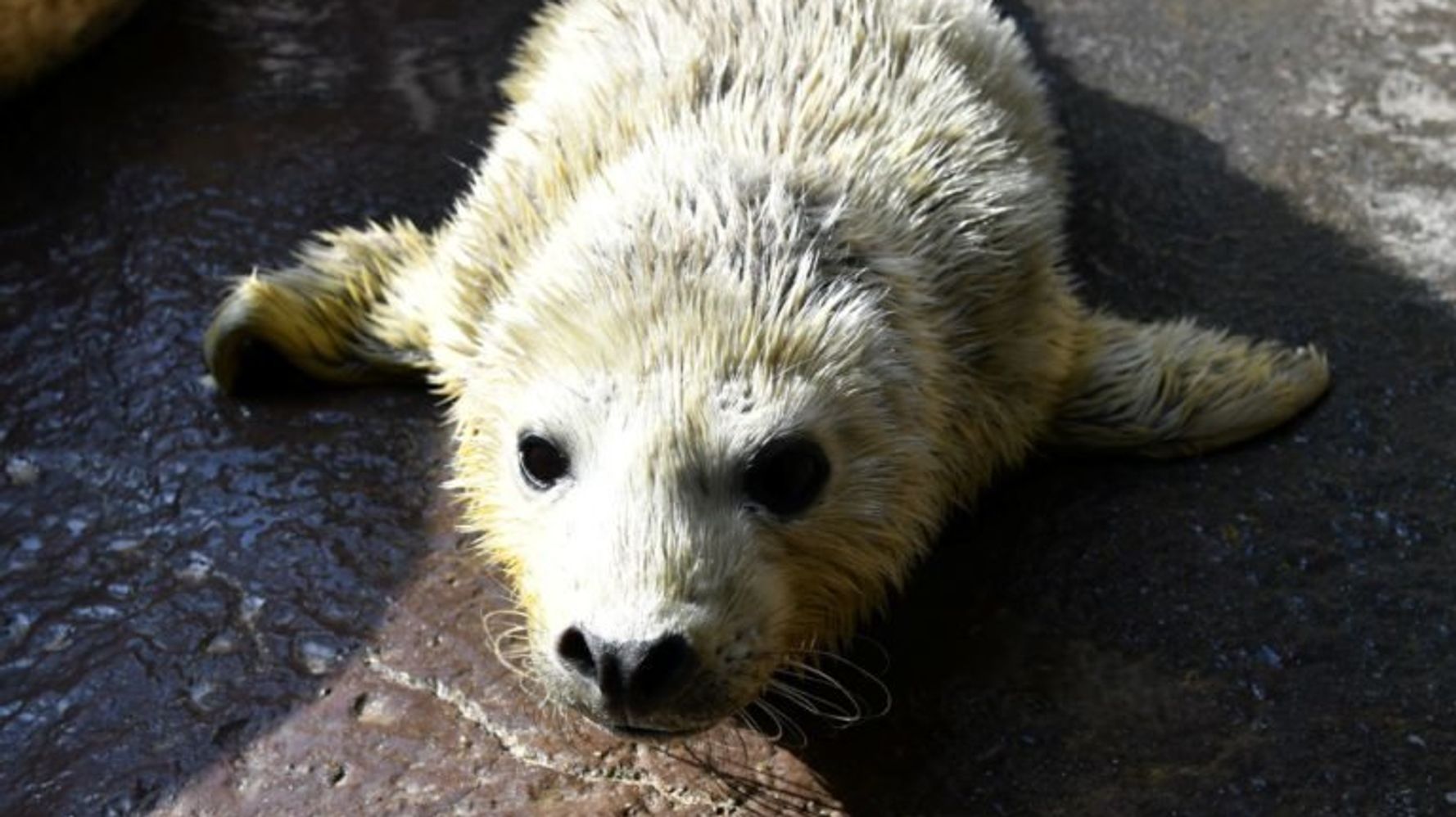 ゴマフアザラシの赤ちゃん 加茂水族館で死亡 排水口に吸い込まれて頭が挟まる ハフポスト