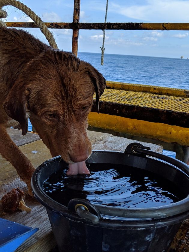 Ταϊλάνδη: Έσωσαν σκυλάκι που είχε χαθεί στην θάλασσα - Κανείς δεν ξέρει πως βρέθηκε