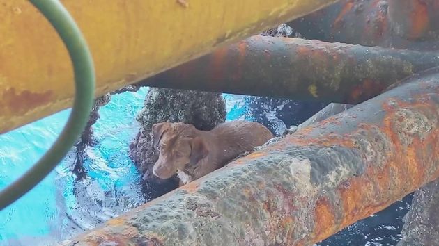 Ταϊλάνδη: Έσωσαν σκυλάκι που είχε χαθεί στην θάλασσα - Κανείς δεν ξέρει πως βρέθηκε