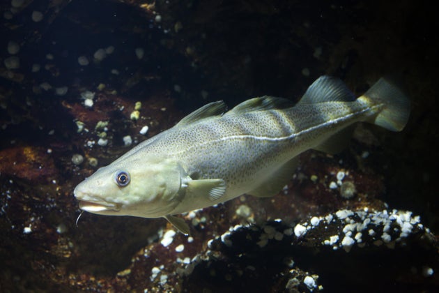 O Gadus Mohrua (considerado o mais nobre bacalhau) é encontrado no mar do Atlântico