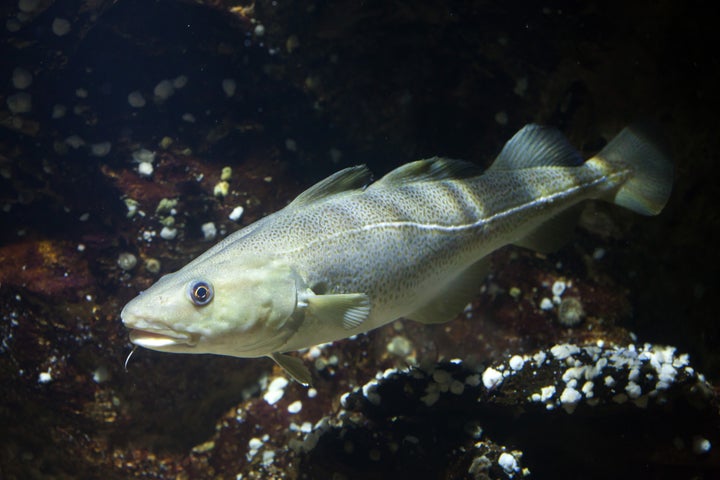 O Gadus Mohrua (considerado o mais nobre bacalhau) é encontrado no mar do Atlântico Norte.