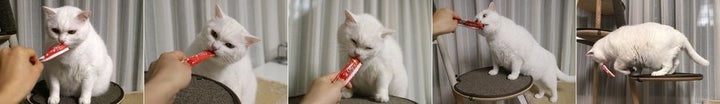 매사 적극적이지 않은 성향의 고양이 기자 ‘만세’는 츄르를 먹을 때 만큼은 최선을 다한다. 