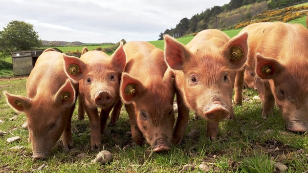 Des chercheurs ont réactivé des fonctions du cerveau de cochons morts 5cb7409e230000f4006db47f