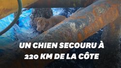 Un chien secouru à 220km de la