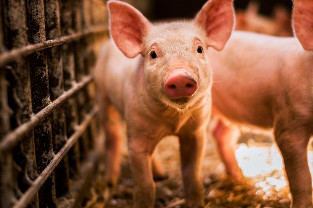 Logran Revivir Parcialmente Los Cerebros De 32 Cerdos Horas Después De