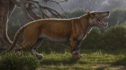 Ce félin découvert au Kenya était sept fois plus gros qu’un