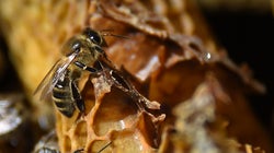 Les abeilles de la cathédrale Notre-Dame ont été
