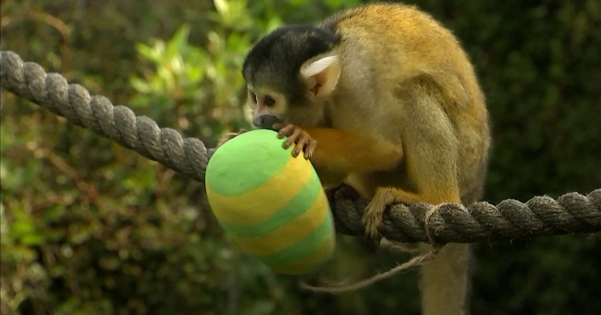 Animals In Zoos Treated To Easter Surprises HuffPost UK Life