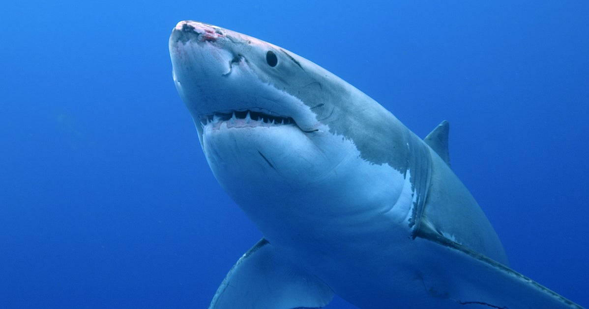 On Sait De Quoi Le Grand Requin Blanc A Peur Le Huffpost On Sait De Quoi Le Grand Requin Blanc A Peur Le Huffpost