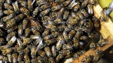 We Can't Bee-lieve These Bees Living On Notre Dame's Roof Survived The Fire