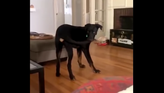 Ce chien a enfin réussi à attraper sa queue... et en est tout